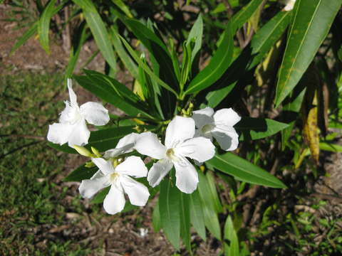 Image of oleander