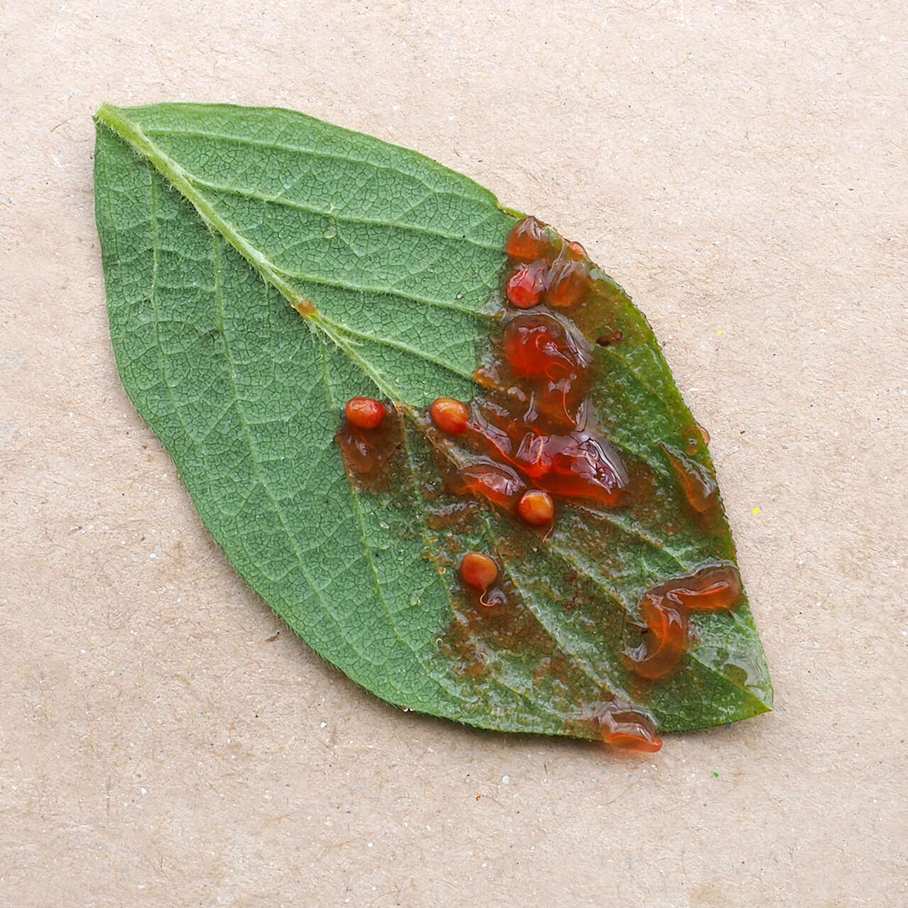 Image of dwarf honeysuckle