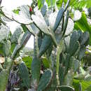 Image of cochineal nopal cactus