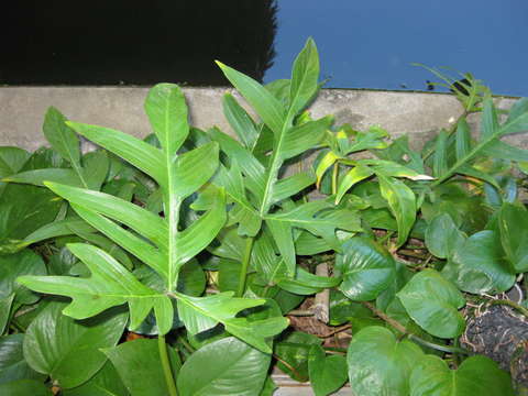 Image of philodendron