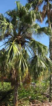 Plancia ëd Arecaceae