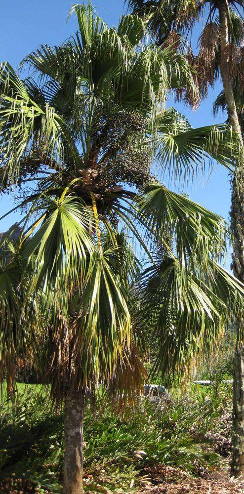 Image of palms