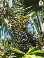 Image of palms