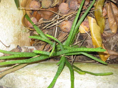 Image of aloe