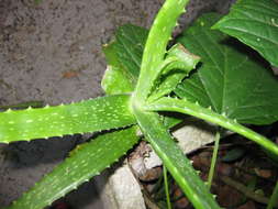 Image of aloe