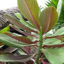 Image of Euphorbia grantii Oliv.