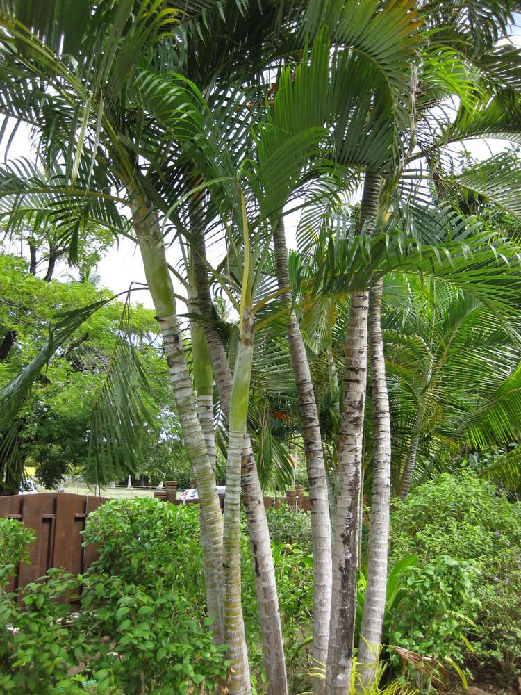 Image of butterfly palm