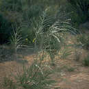 صورة Leptospermum inelegans J. Thompson