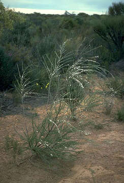 Sivun Leptospermum inelegans J. Thompson kuva