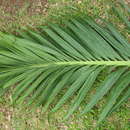 Image of Manila Palm