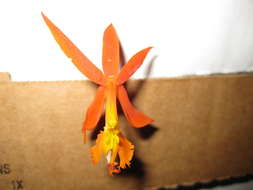 Image of Star orchids