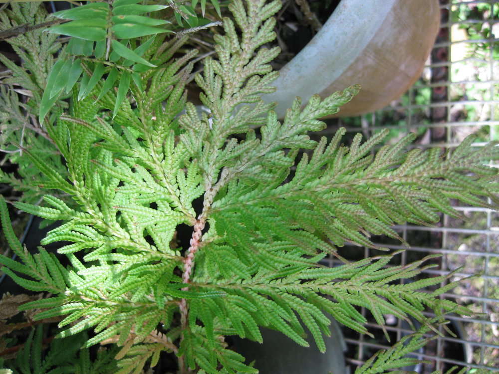 Selaginellaceae (rights holder: 2010 Moorea Biocode)