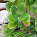 Image of jade plant