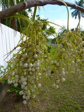 Image of thatch palm