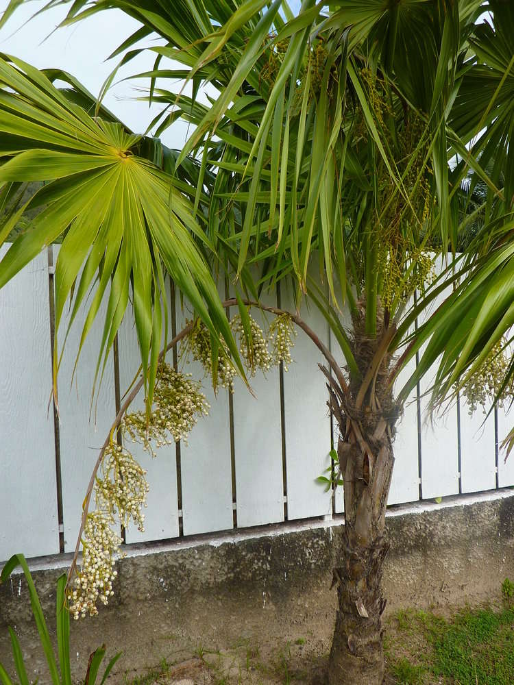 Image of thatch palm