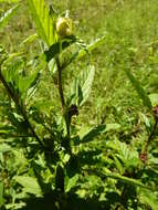 Image of Malvastrum coromandelianum subsp. coromandelianum