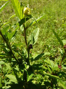 Plancia ëd Malvastrum coromandelianum subsp. coromandelianum