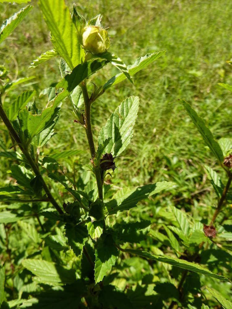 Image of Malvastrum coromandelianum subsp. coromandelianum