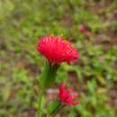 Image of lilac tasselflower