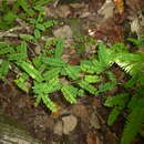 Abrus precatorius subsp. precatorius resmi