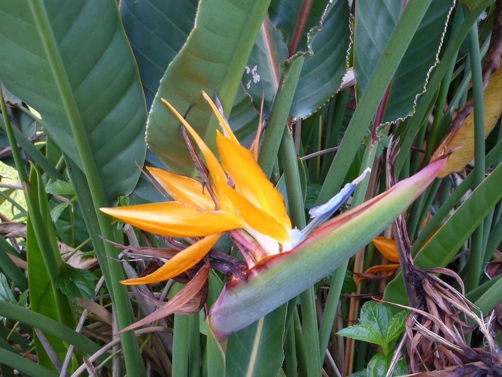 Image of bird-of-paradise family