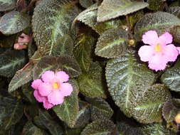 Image de Episcia reptans Mart.