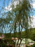 Image of Salix