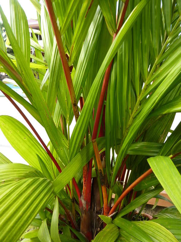 Arecaceae (rights holder: 2010 Moorea Biocode)