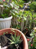 Image of Zebra Haworthia