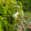 Image of Haworthiopsis attenuata var. radula (Jacq.) G. D. Rowley