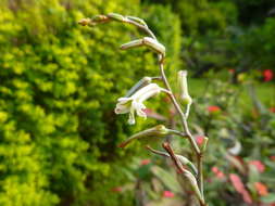 Image of Zebra Haworthia