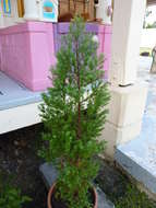 Image of Japanese cedar