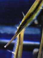 Image of Hinged shrimpfish