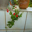 Image of Salvia coccinea Buc'hoz ex Etl.
