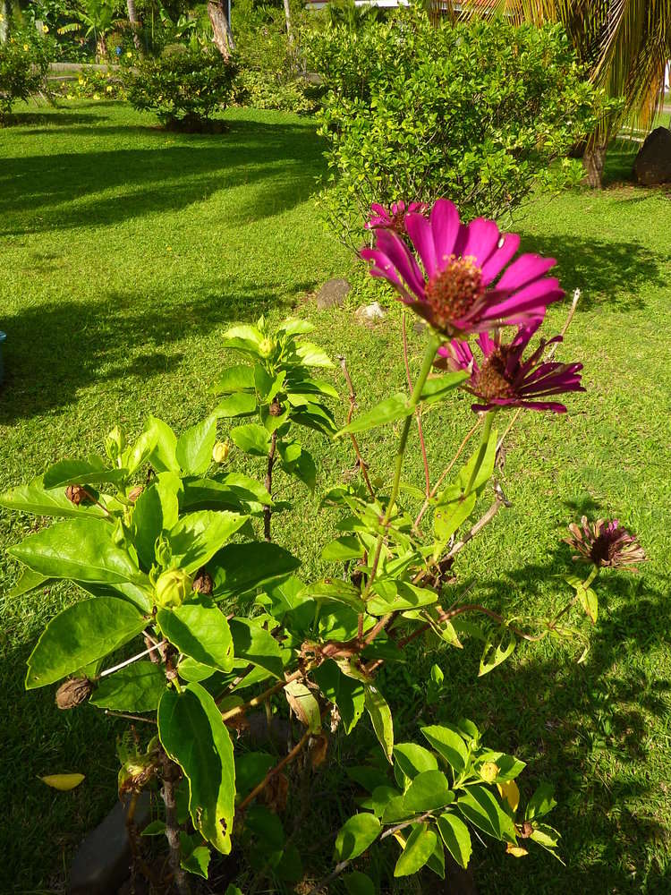 Zinnia resmi