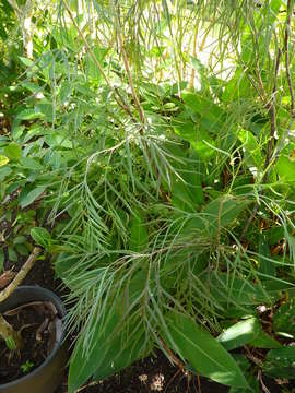 Image of Silky-oak