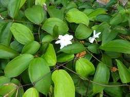 Plancia ëd Jasminum nobile C. B. Clarke