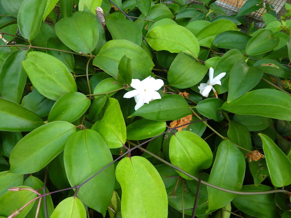 Image of Jasminum nobile C. B. Clarke