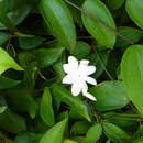 Imagem de Jasminum nobile C. B. Clarke