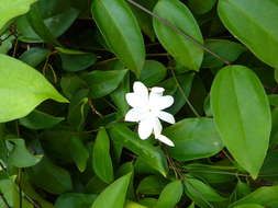 Image of Jasminum nobile C. B. Clarke