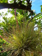 Image of bromeliads