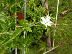 Image of jasmine