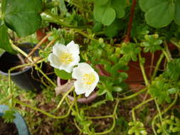 Image of purslane