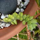 Image of Sedum morganianum Walther