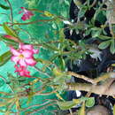 Image of Desert Rose