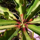 Euphorbia leuconeura Boiss. resmi