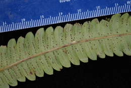 Image of Pneumatopteris mesocarpa (Copel.) Holtt.