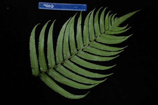 Image of Pneumatopteris mesocarpa (Copel.) Holtt.