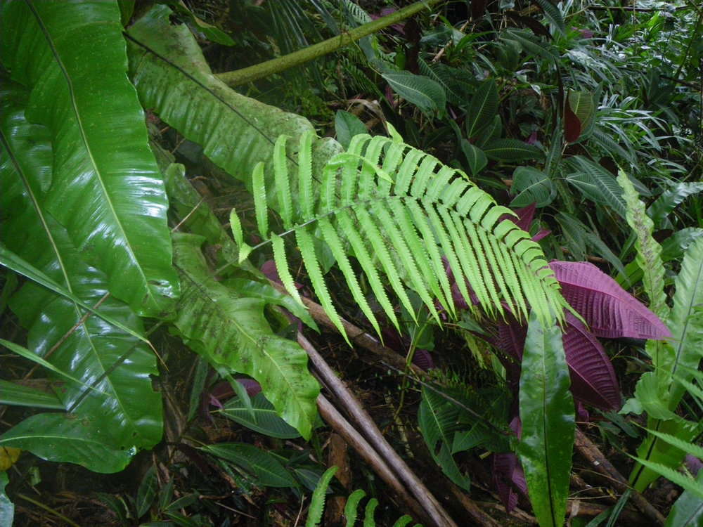 Image of Pneumatopteris mesocarpa (Copel.) Holtt.