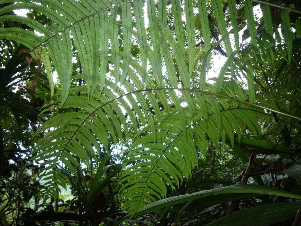 Слика од Pneumatopteris mesocarpa (Copel.) Holtt.